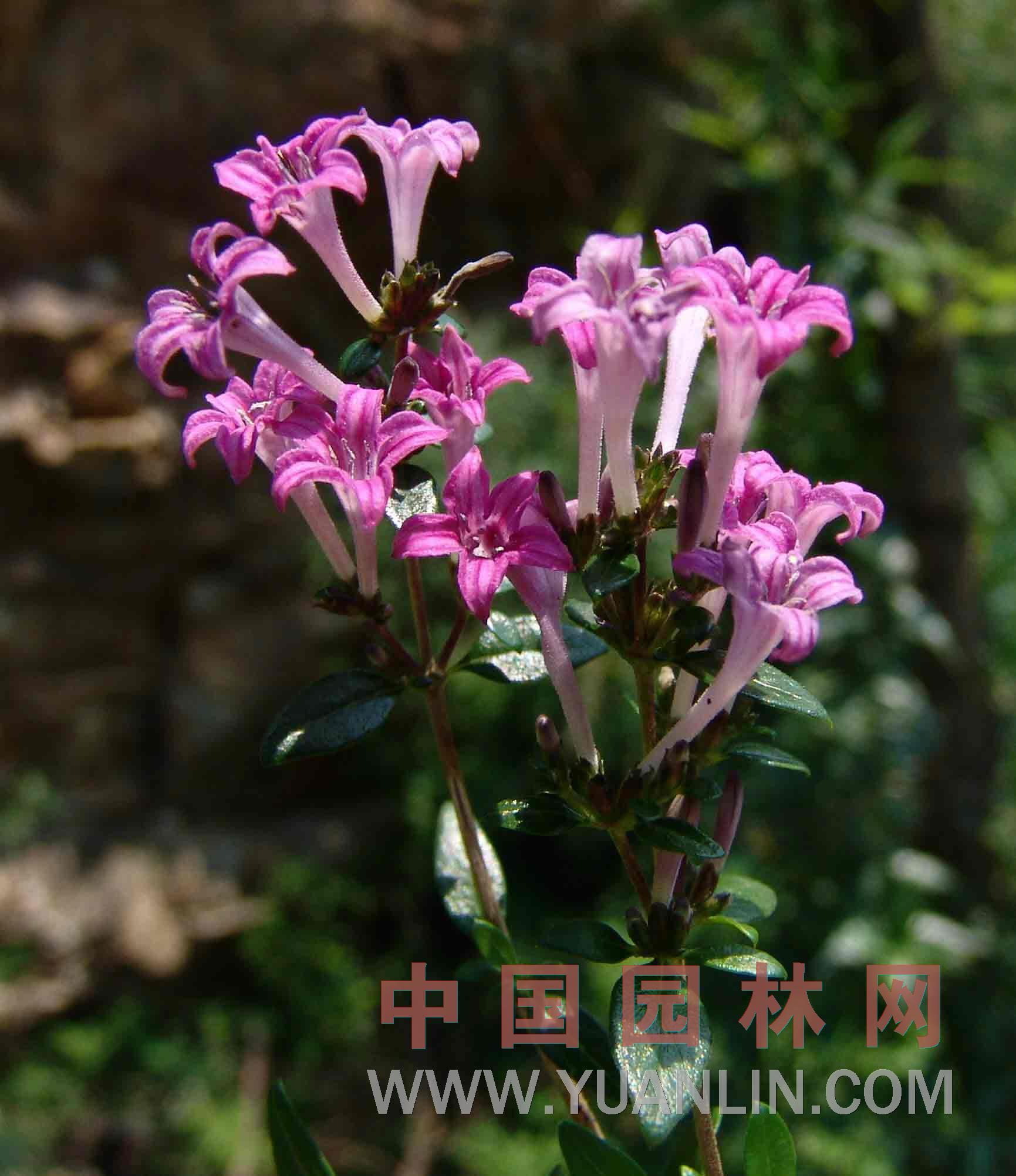 薄皮木