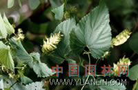啤酒花 忽布、蛇麻花、酵母花、酒花