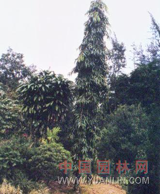 垂枝長(zhǎng)葉暗落