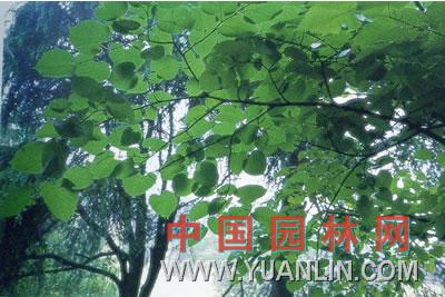 蒙椴