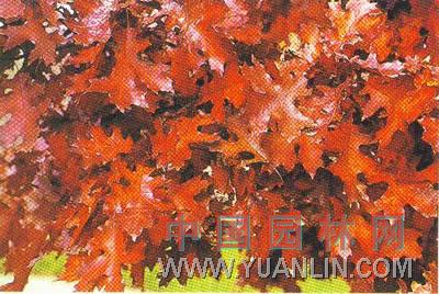 猩紅櫟