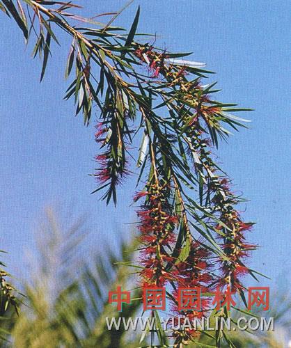 串錢(qián)柳