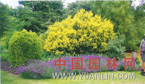 黃葉二翅銀鐘花