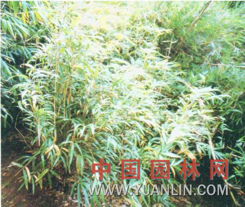 玉龍山箭竹 