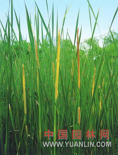 達(dá)香蒲