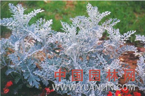 細(xì)裂銀葉菊