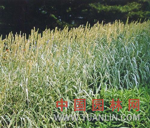 麗蚌草