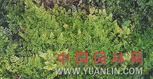 海金沙 金沙藤、左轉(zhuǎn)藤、竹園荽、海金沙草、海金沙藤等