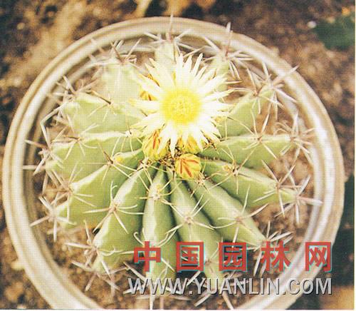 巨鷲玉