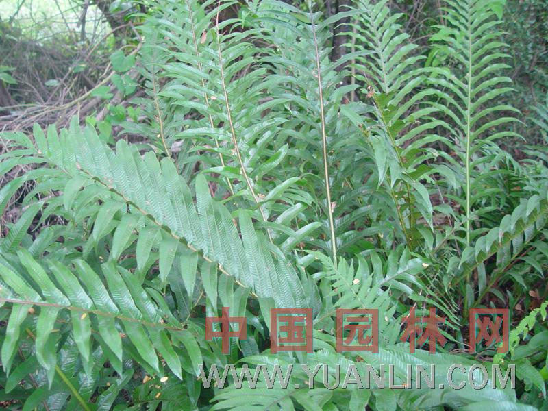 骨碎補(bǔ)  毛姜、猴姜、石巖姜、申姜、海州骨碎補(bǔ)