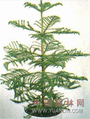異葉南洋杉