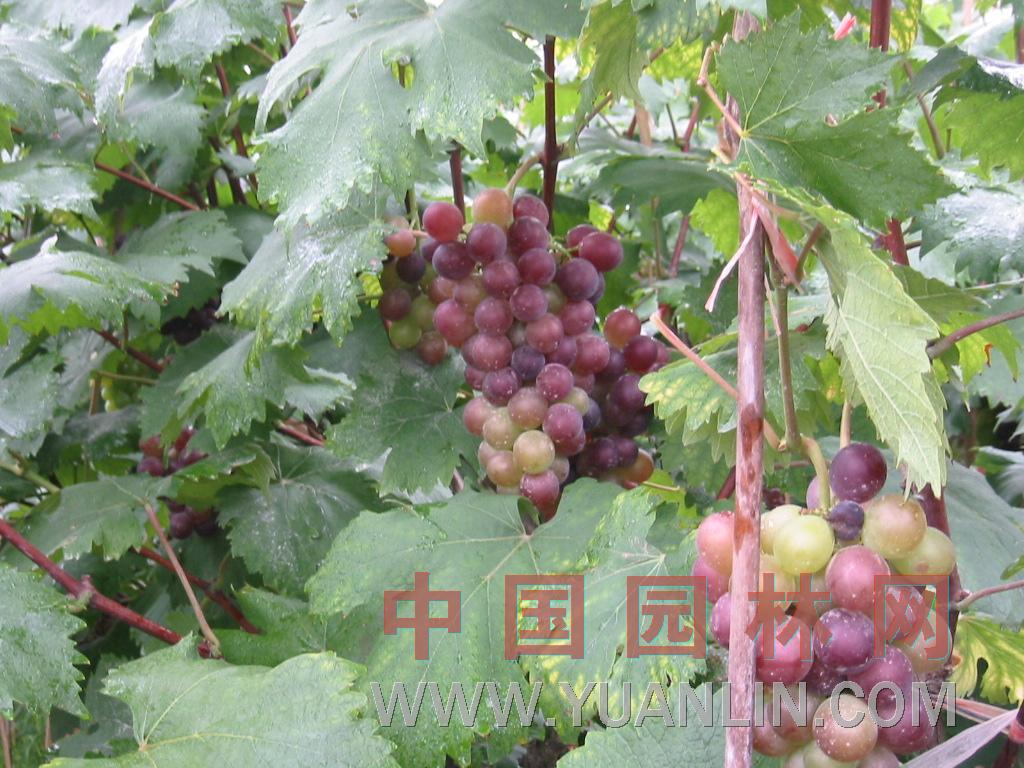 葡萄