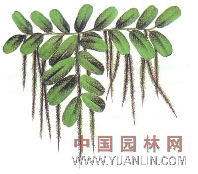 槐葉蘋 蜈蚣漂