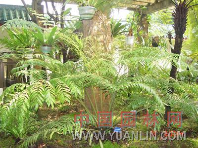 福建觀音座蓮 福建蓮座蕨、地蓮花、觀音座蓮、狹羽觀音座蓮
