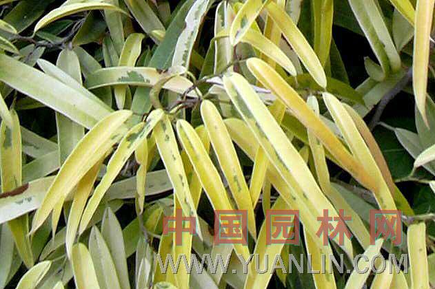花葉橡皮樹(shù)