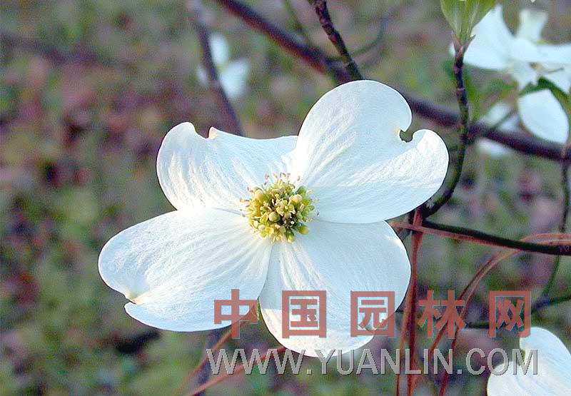 開花山茱萸