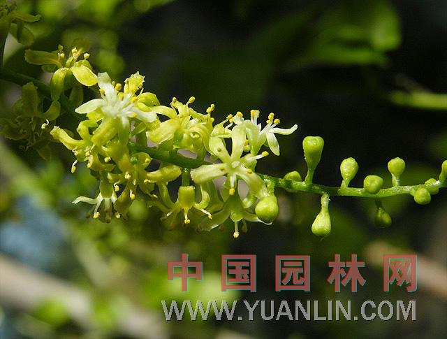 龜甲龍 龜蔓草