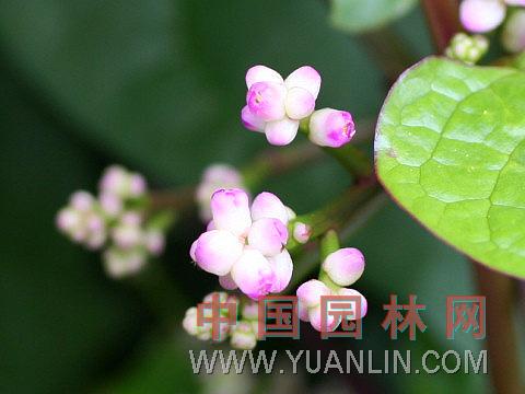 落葵 木耳菜、藤菜、胭脂豆、紫角葉、豆腐菜