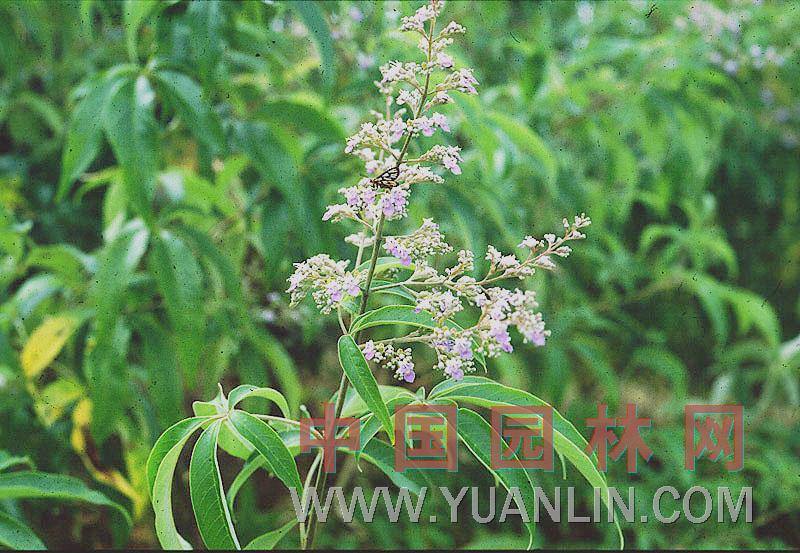 黃荊