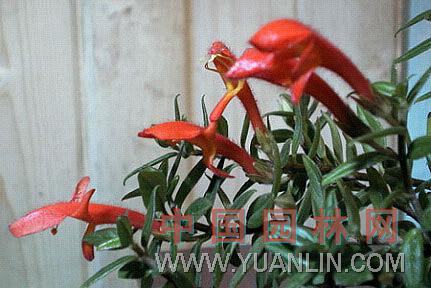 鯨魚花