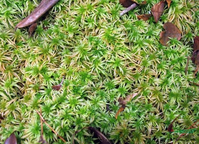 泥炭蘚 大泥炭蘚、水蘚、水苔、地毛衣