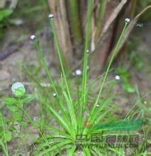 白藥谷精草 賽谷精草，流星草