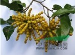 皂帽花