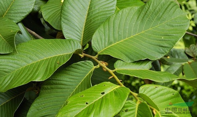 天堂瓜馥木