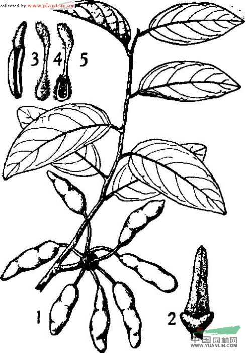 木瓣樹(shù)