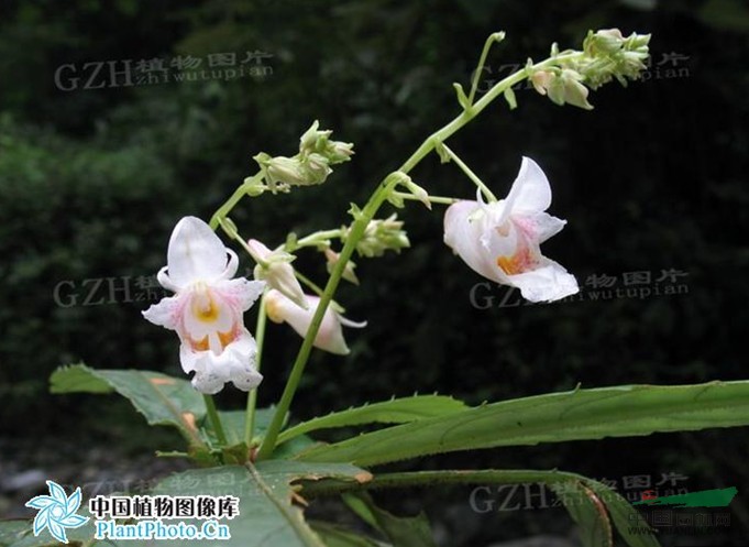 白花鳳仙花