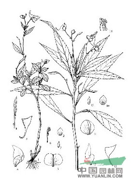 蒼山鳳仙花