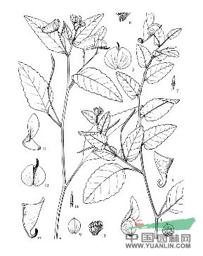 大鼻鳳仙花