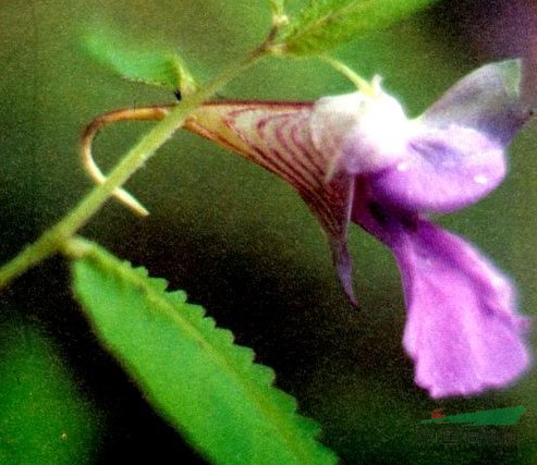 貢山鳳仙花