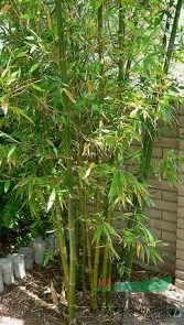 雞竇簕竹