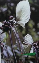 蒟蒻薯 水狗仔、老虎須、山大黃、大水田七、黃牛膽