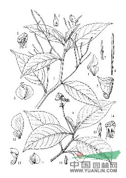 睫苞鳳仙花
