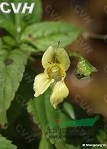 平壩風仙花