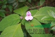 浙皖鳳仙花
