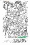 秦嶺當(dāng)歸