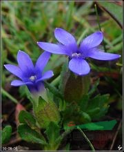 小葉藍(lán)鐘花