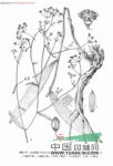 煙臺(tái)柴胡