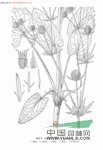細(xì)葉芹