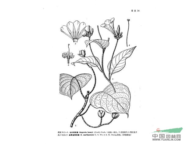 麻栗坡銀背藤
