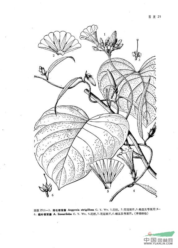 線(xiàn)葉銀背藤