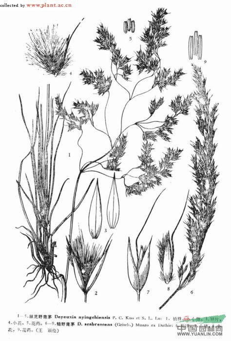 糙野青茅
