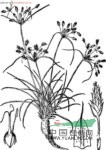 畦畔飄拂草