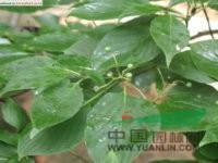 燈臺(tái)樹(shù)