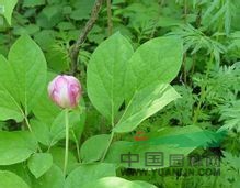 毛葉草芍藥