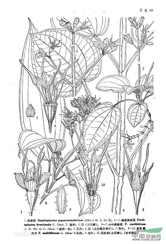 無(wú)距花