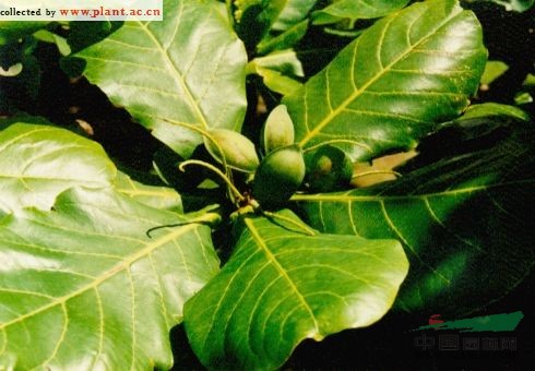 欖仁樹(shù)